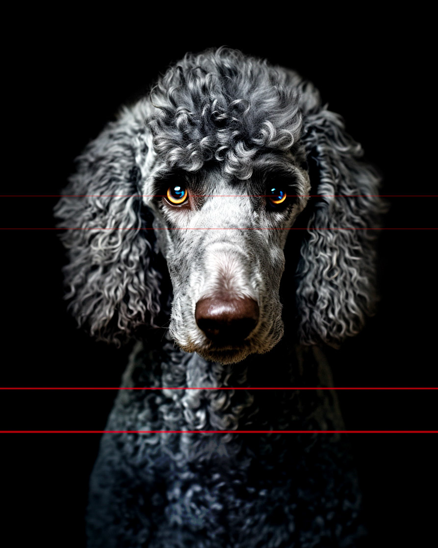 Standard Silver Poodle Portrait with Blue Eyes